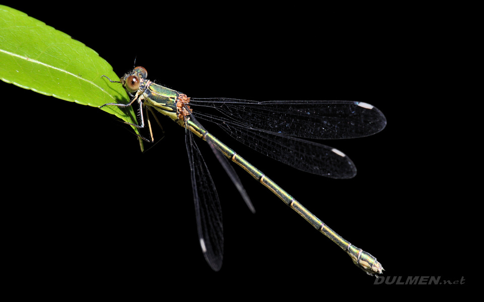 Western Willow Spreadwing (Female, Lestes viridis)